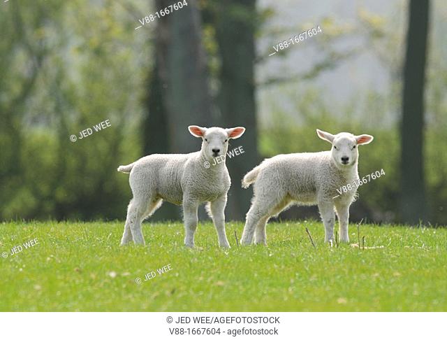 A pair of lambs, domestic sheep, Ovis aries in a field in North Yorkshire, England