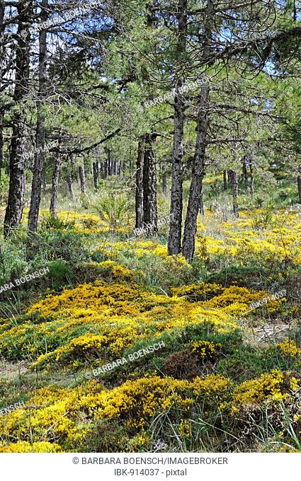 Yellow flowers in bloom, moss, forest ground, pine forest, Cuenca, Castile-La Mancha, Spain, Europe