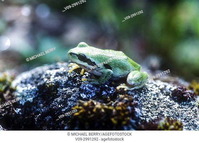 Pacific Treefrog, McCall Preserve, Oregon, USA