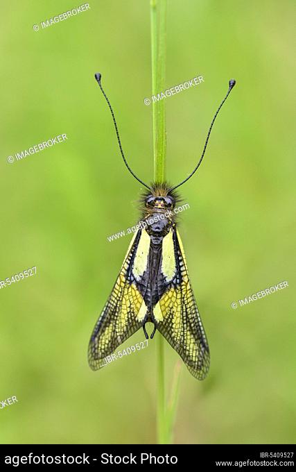 Dragonfly butterfly (Libelloides coccajus), Riedenburg, Bavaria, Germany, Europe