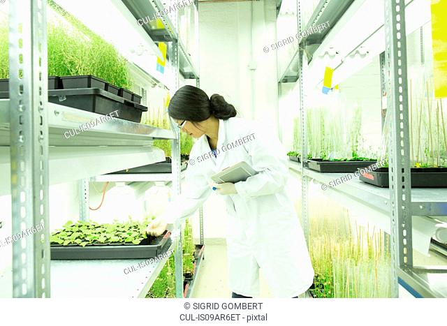 Female scientist using digital tablet in plant sample lab greenhouse