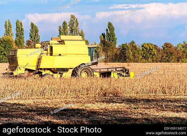 Harvesting of soybean field with combine harvester. Yellow thresher