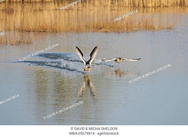 Greylag geese, Anser anser, head-on, are flying, looking into camera