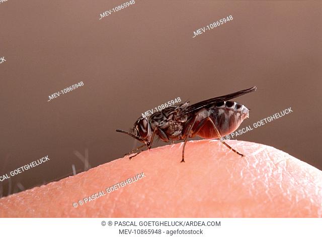 Tse-tse / Tsetse Fly - feeding on a hand (Glossina fuscipes fuscipes)