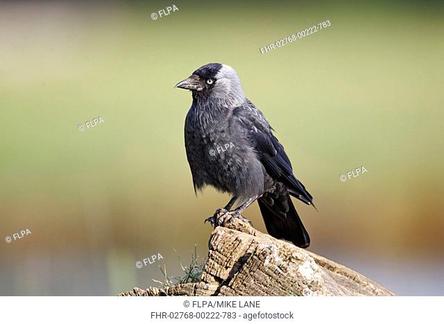 Jackdaw Corvus monedula adult, perched on log, Warwickshire, England, may