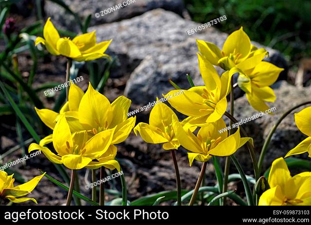 Wildtulpe Tulipa sylvestris - wild tulip Tulipa sylvestris 01
