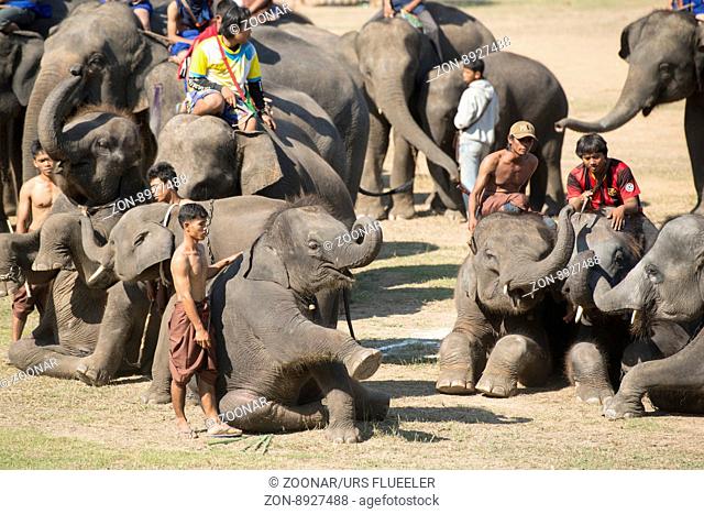 THAILAND SURIN ELEPHANT ROUND UP FESTIVAL