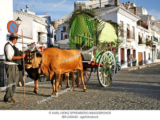 Bullocks pull a cart, Anadalusia, Spain