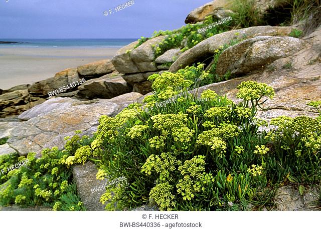 Samphire, Rock samphire, Sea Fennel, Sea-Fennel, Seafennel (Crithmum maritimum), blooming