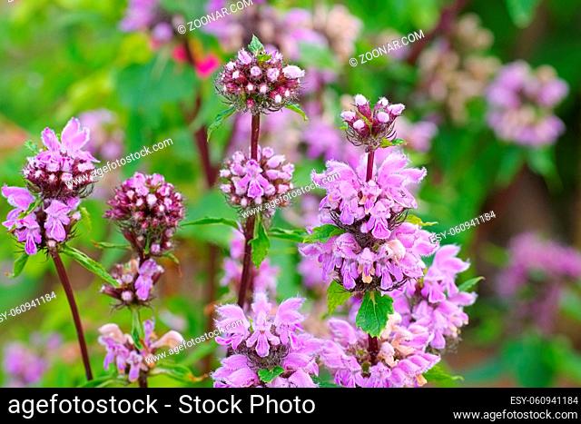 Brandkraut, Phlomis maximowiczii - Phlomis maximowiczii a purple wildflower