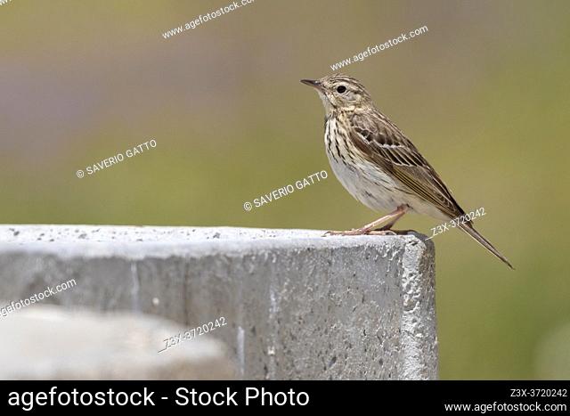 Tree Pipit (Anthus trivialis), side view of an adult perched on a wall, Abruzzo, Italy