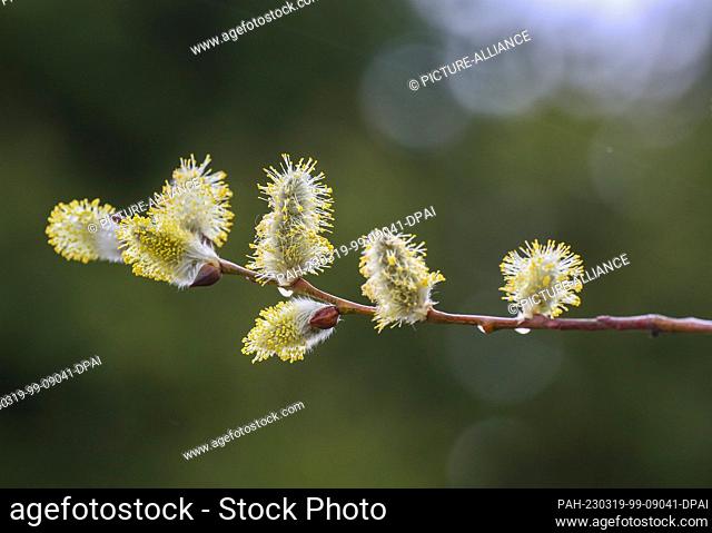 19 March 2023, Baden-Württemberg, Ertingen: Raindrops hang on a branch with blooming wet willow catkins. Photo: Thomas Warnack/dpa