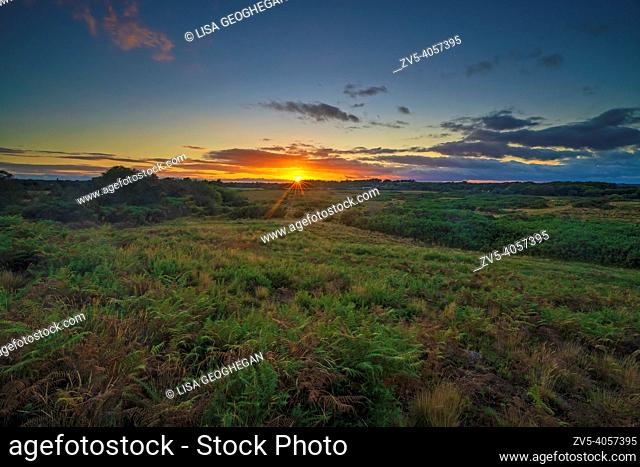 Hartland Moor National Nature Reserve during sunset near Wareham, Dorset, England, Uk