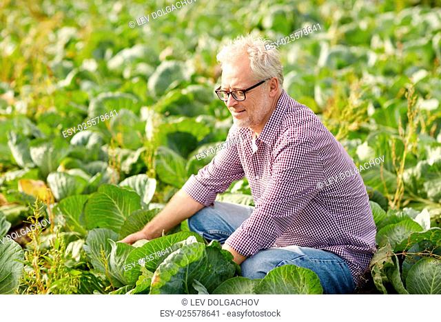farming, gardening, agriculture, harvesting and people concept - happy senior man growing white cabbage at farm