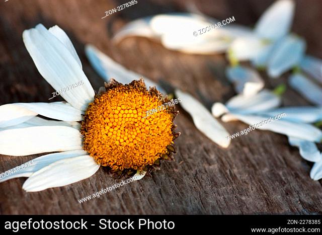 Chamomile`s petals on a wood floor plucked off