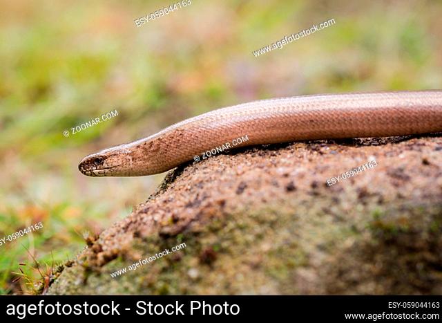 Clsoeup of Anguis fragilis or slow worm on a rock in the sun