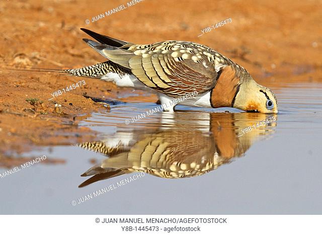 Pin-tailed Sandgrouse (Pterocles alchata) male drinking, Aragon, Spain
