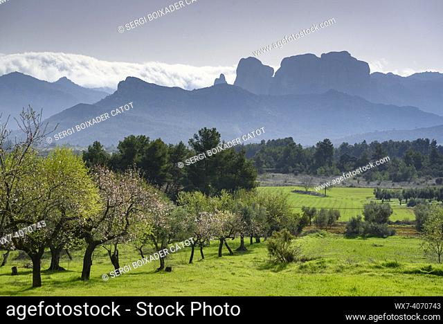 Almond trees blooming, with the Benet Rocks (Roques de Benet) in the background, in spring (Terra Alta, Tarragona, Catalonia, Spain)
