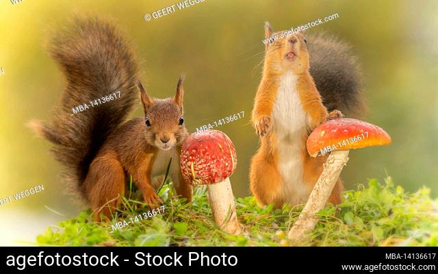 red squirrels standing with mushrooms with open mouth looking at the viewer
