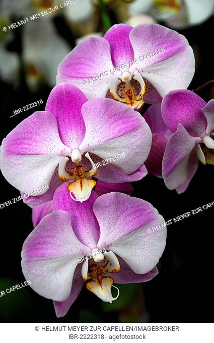 Malay flower (Phalaenopsis hybrids), orchid