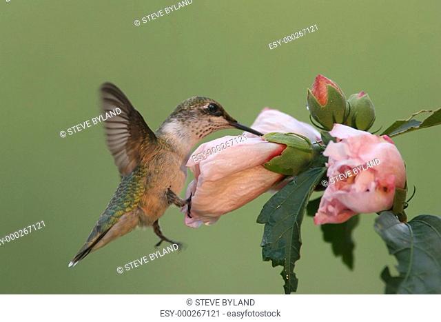 Hungry Ruby-throated Hummingbird