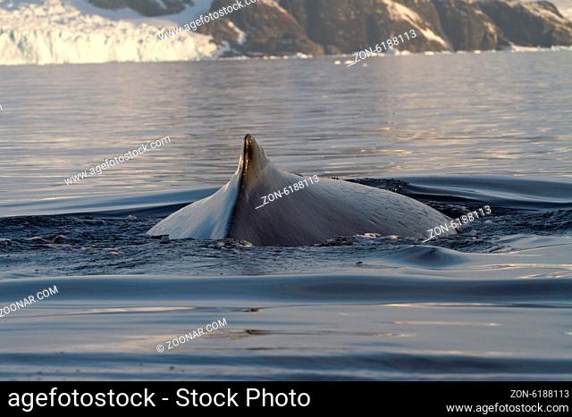 back and fin and humpback whales in Antarctic waters