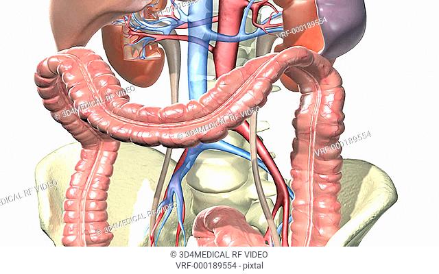 A pan from right to left of the organs of the abdomen and the renal system. The camera zooms into a renal pyramid of the kidney into which the camera zooms to...
