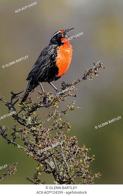 Long-tailed Meadowlark (Sturnella loyca) perched on a branch in Chile