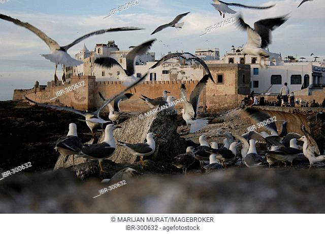 Sea gulls in front of the harbor wall, Essaouira, Morocco