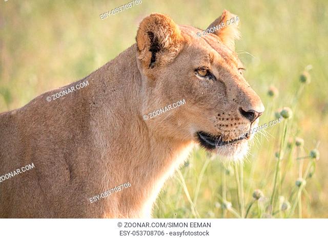 Side profile of a female Lion in the Chobe National Park, Botswana