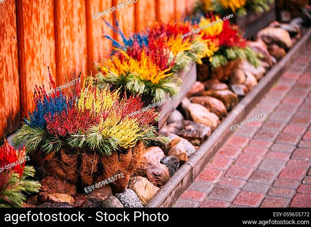 Bush Of Colorful Calluna Plants In Pots In Garden Flower-Bed