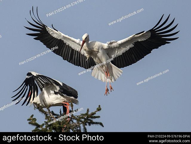 24 February 2021, Hessen, Biebesheim am Rhein: A stork drives a fellow stork away from its breeding tree. One of the largest breeding colonies of the impressive...