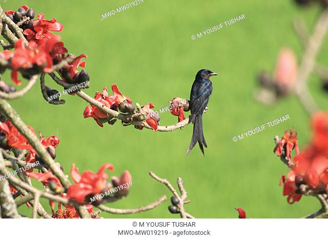 The Black Drongo Dicrurus macrocercus, also known as King Crow, is a small Asian passerine bird of the drongo family Dicruridae Locally known as ‘fingay’