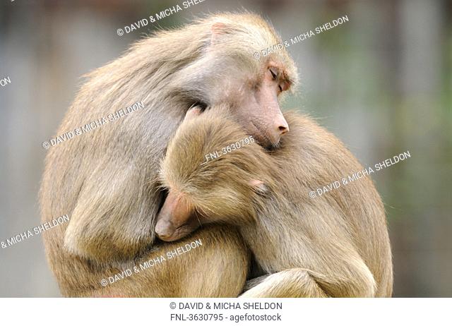 Two Hamadryas Baboons Papio hamadryas huddled up to one another