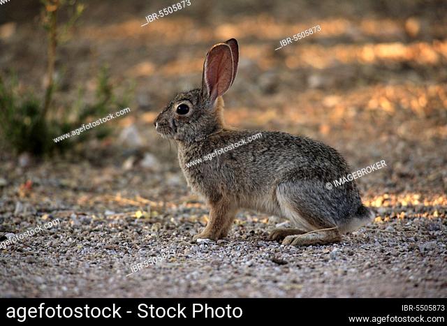 Desert Cottontail (Sylvilagus audubonii) Rabbit, Sonora Desert, Arizona, USA, Desert Rabbit, side, North America