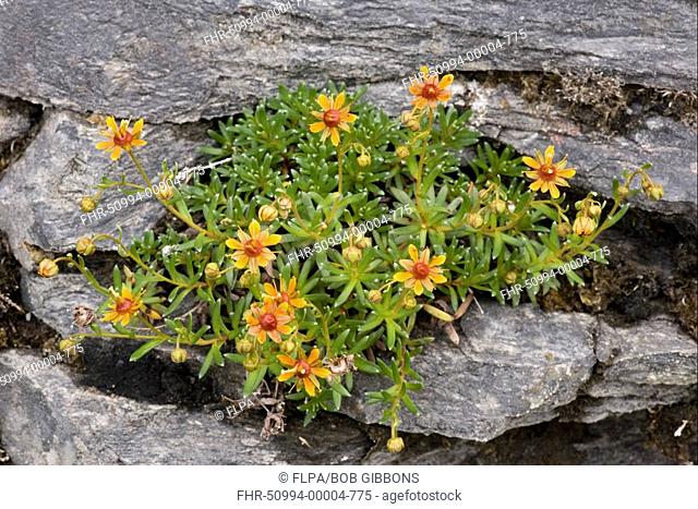 Yellow Mountain Saxifrage Saxifraga aizoides dark form, flowering, growing amongst rocks, Sweden