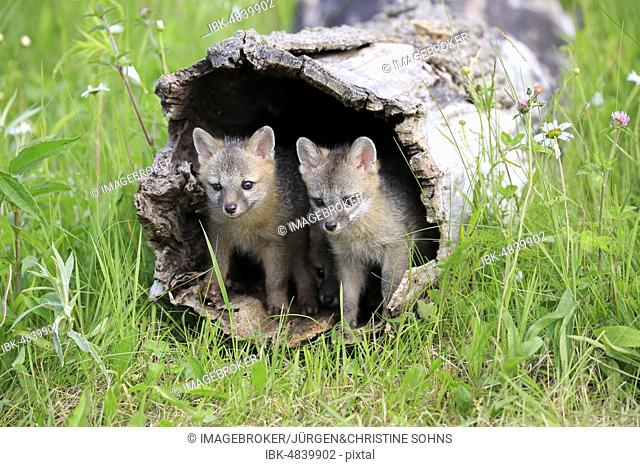 Gray foxes (Urocyon cinereoargenteus), two young animals looking curiously out of a hollow tree trunk, Pine County, Minnesota, USA, North America