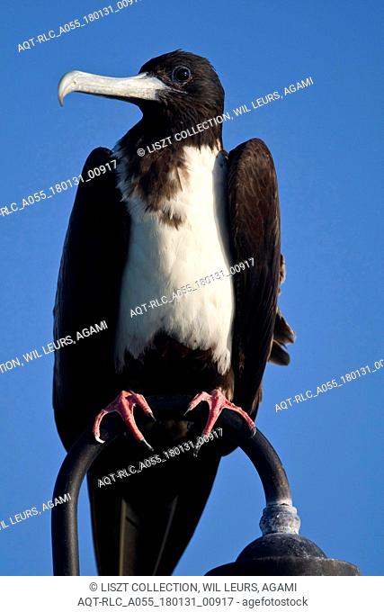 Magnificent Frigatebird female perched at headlight Mexico, Magnificent Frigatebird, Fregata magnificens
