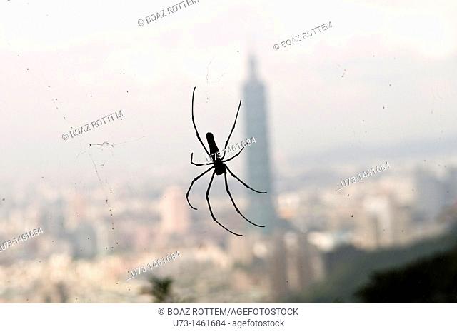 A Spider hanging by his web in the forest overlooking Taipei 101 skyscraper in Taipei, Taiwan
