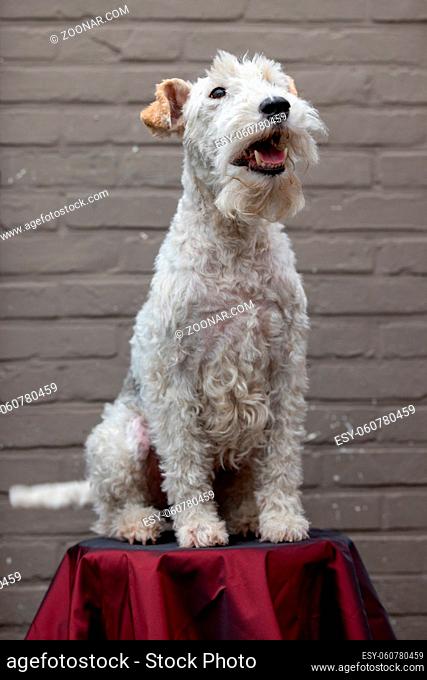 Portrait of Happy Fox Terrier Dog Looking in Camera and smiling on a red stool against a brown brick Background, front view. High quality photo
