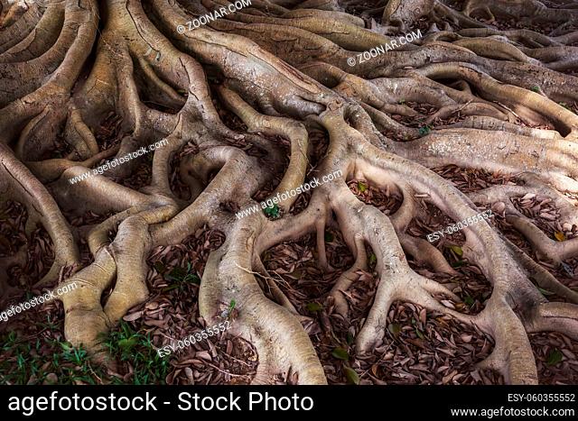 Old mystery roots in forest background
