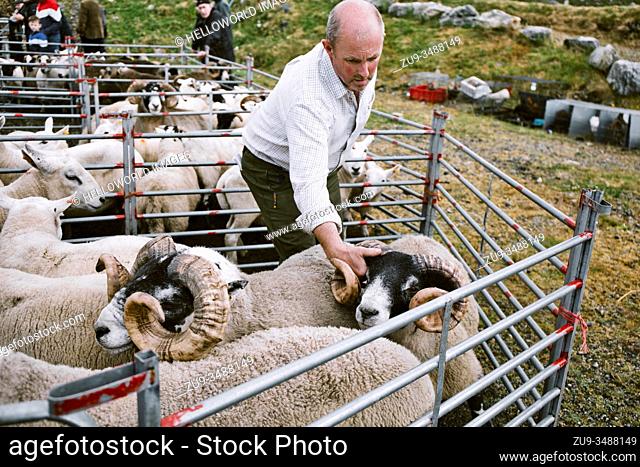 Sheep handler farmer grabbing sheep by horns in pen at North Harris Agricultural Show 2019, Tarbert, Isle of Harris, Outer Hebrides, Scotland