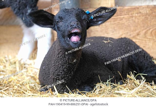 18 April 2019, Saxony, Pausitz: A lamb of the breed Ostfriesisches Milchschaf lies in a stable. It's a week old. Sheep farmer Wolfgang Görne does not offer...