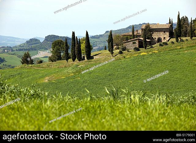 Farmhouse and mediterranean cypress (Cupressus sempervirens), Tuscany, Tuscany, Europe, Italy, Europe