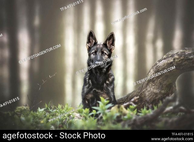 young German Shepherd