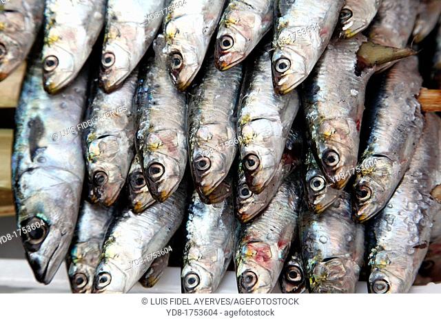 Sardines ready for a roast on the spit, Malaga, Andalucia, Spain