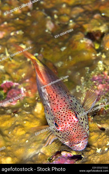 Freckled Hawkfish, Paracirrhites forsteri, Bunaken National Marine Park, Bunaken, North Sulawesi, Indonesia, Asia