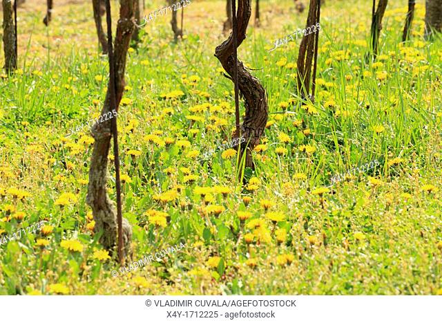 Common dandelion Taraxacum officinale flowering in the vineyards near Modra, Slovakia
