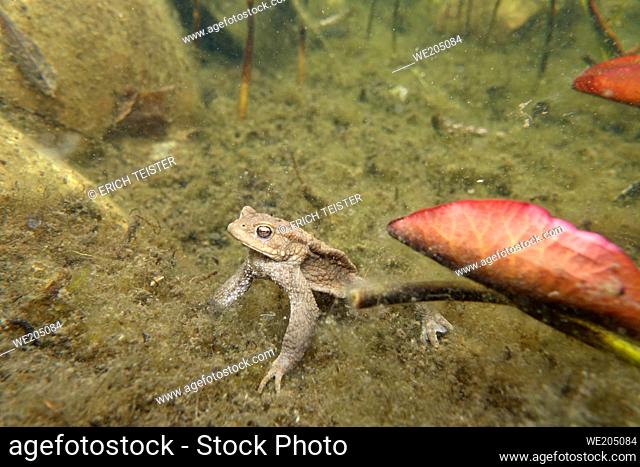 common toad (Bufo bufo) emaciated by the hibernation in the garden pond, Germany, North Rhine-Westphalia, Weilerswist