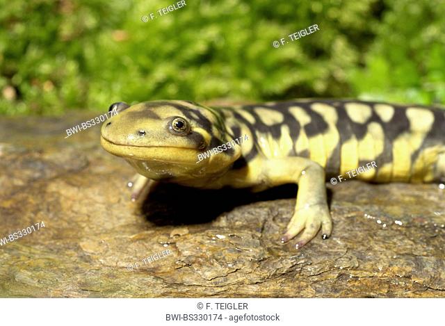 Eastern Tiger Salamander, Barred Tiger Salamander (Ambystoma tigrinum), portrait
